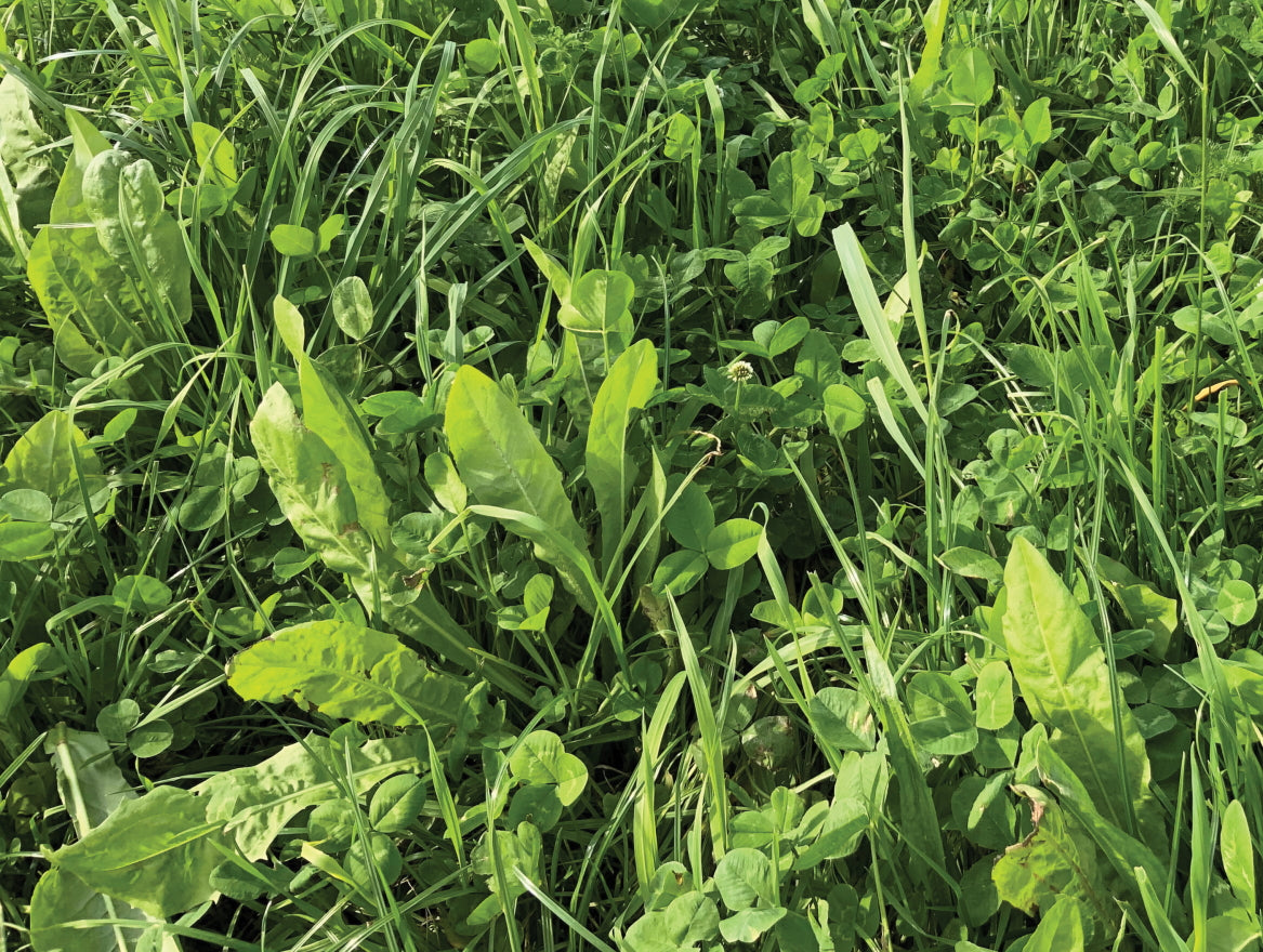 Rye Grass Free Herbal Ley 20kg