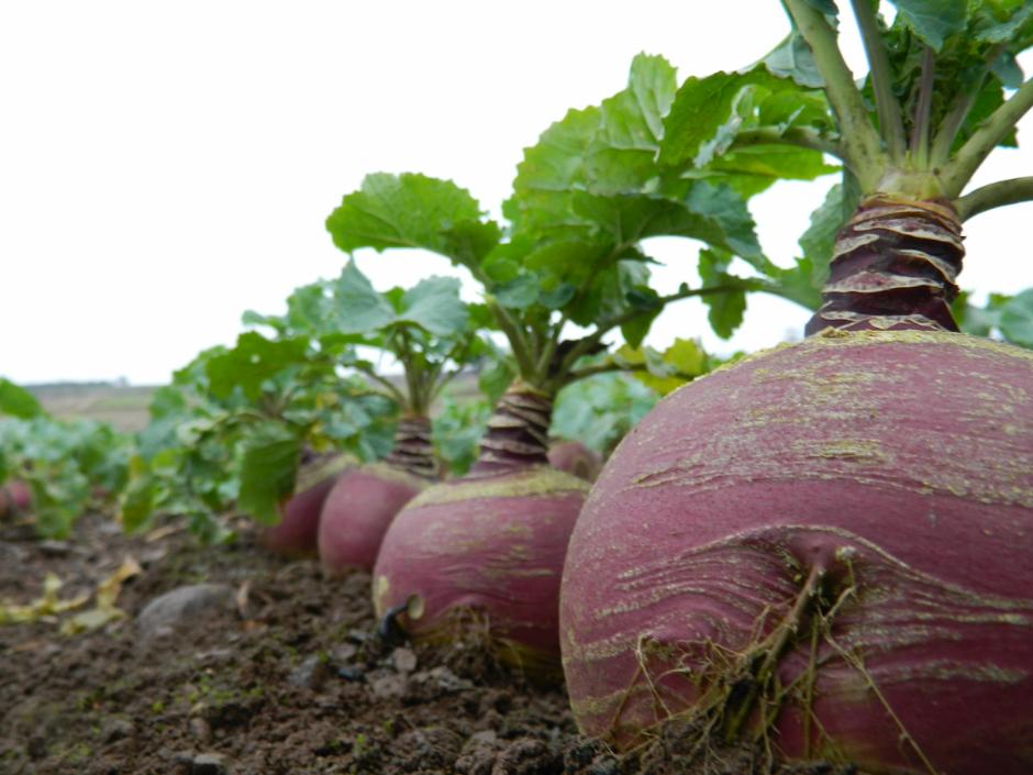 Maincrop Turnip 2kg